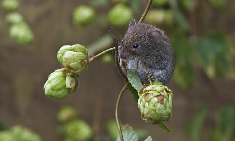 Обои мышь, хмель, mouse, hops разрешение 1920x1200 Загрузить