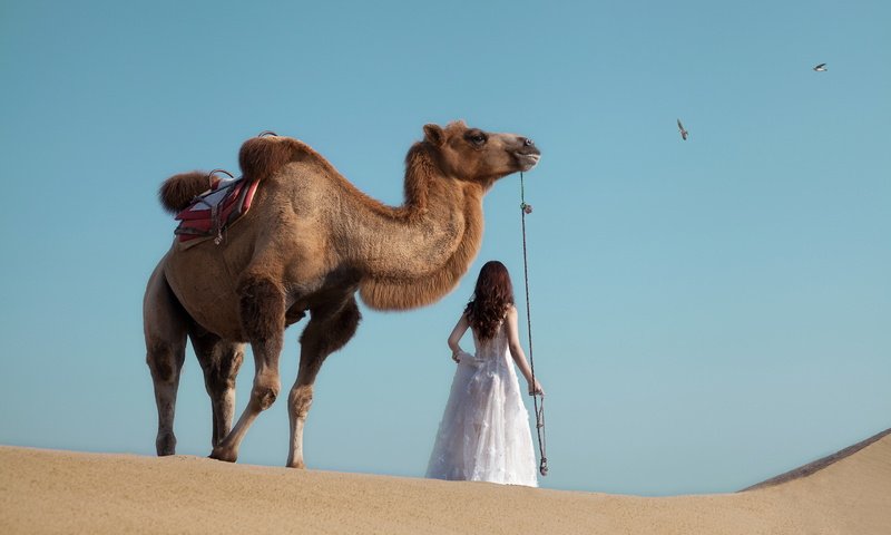 Обои девушка, животные, пустыня, верблюд, girl, animals, desert, camel разрешение 2880x1800 Загрузить