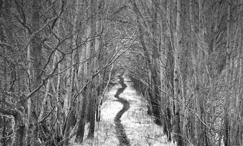 Обои дорога, деревья, снег, зима, чёрно-белое, тропинка, аллея, robin de blanche, road, trees, snow, winter, black and white, path, alley разрешение 2048x1323 Загрузить