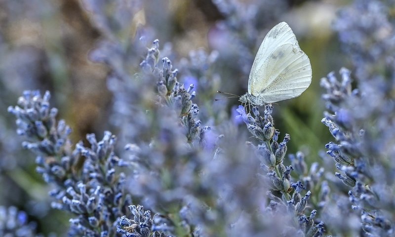 Обои цветы, макро, лаванда, бабочка, flowers, macro, lavender, butterfly разрешение 2048x1356 Загрузить