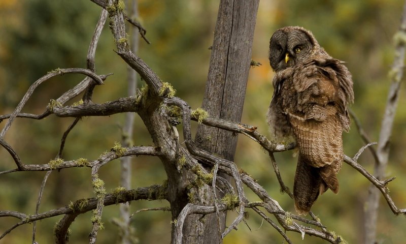 Обои сова, дерево, ветки, птица, мох, коряги, owl, tree, branches, bird, moss, driftwood разрешение 3000x2000 Загрузить