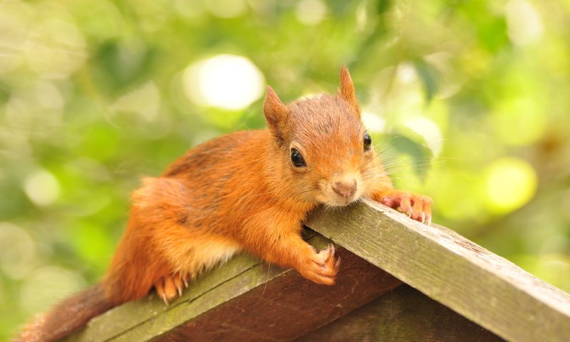 Обои листва, домик, животное, белка, грызун, кормушка, foliage, house, animal, protein, rodent, feeder разрешение 4288x2848 Загрузить