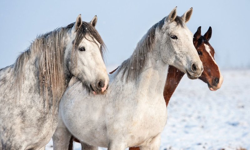 Обои лошади, кони, horse, horses разрешение 1920x1080 Загрузить