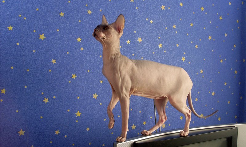 Обои обои, фон, кот, игруха, телок, донской сфинкс, wallpaper, background, cat, ., heifers, don sphynx разрешение 1920x1200 Загрузить