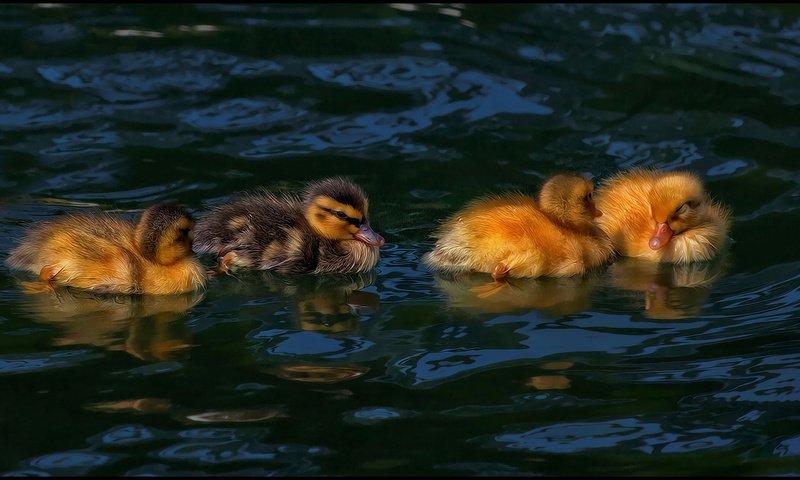 Обои водоем, птицы, утята, утки, птенцы, pond, birds, ducklings, duck, chicks разрешение 2744x1427 Загрузить