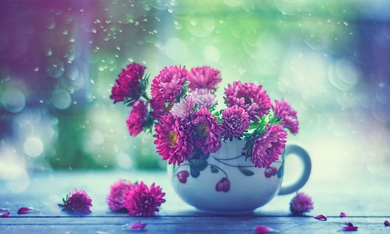 Обои цветы, капли, дождь, кружка, окно, астры, flowers, drops, rain, mug, window, asters разрешение 2048x1587 Загрузить