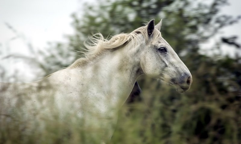 Обои лошадь, природа, лето, конь, horse, nature, summer разрешение 2500x1669 Загрузить