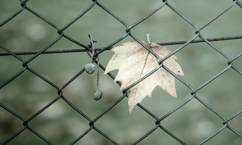 Обои макро, забор, ворота, сетка, ограждение, листик, ограда, macro, the fence, gate, mesh, leaf, fence разрешение 1920x1200 Загрузить