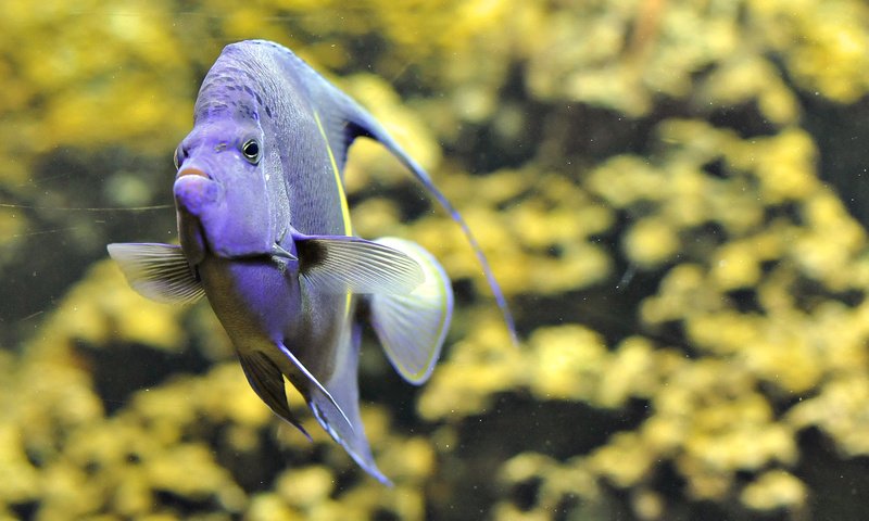 Обои аквариум, рыбка, рыба, фиолетовая, скалярия, aquarium, fish, purple, scalars разрешение 1920x1080 Загрузить