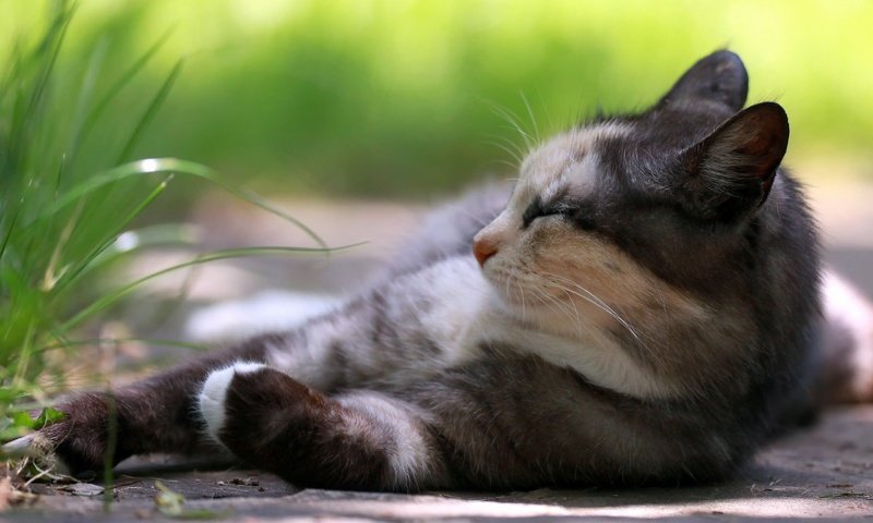 Обои кот, кошка, отдыхает, коты, травка, cat, resting, cats, weed разрешение 2560x1600 Загрузить