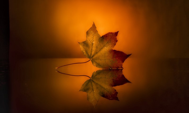 Обои отражение, фон, лист, поверхность, осенний, reflection, background, sheet, surface, autumn разрешение 1920x1200 Загрузить