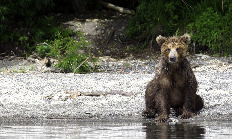 Обои берег, лес, медведь, речка, shore, forest, bear, river разрешение 1920x1080 Загрузить