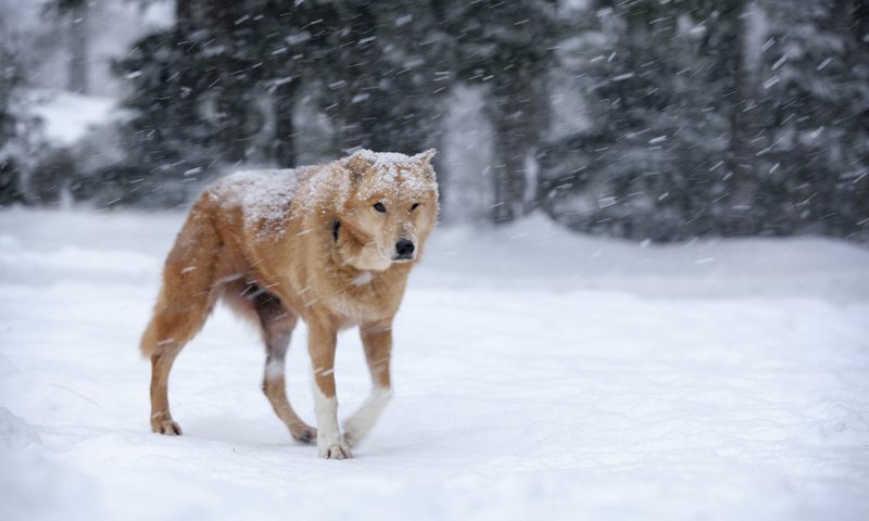Обои снег, зима, собака, рыжая, метель, snow, winter, dog, red, blizzard разрешение 1920x1200 Загрузить