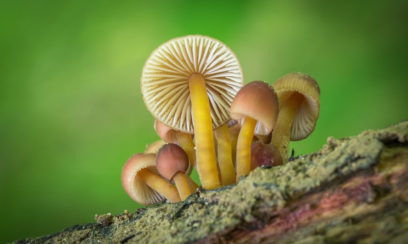 Обои природа, фон, грибы, nature, background, mushrooms разрешение 1920x1200 Загрузить