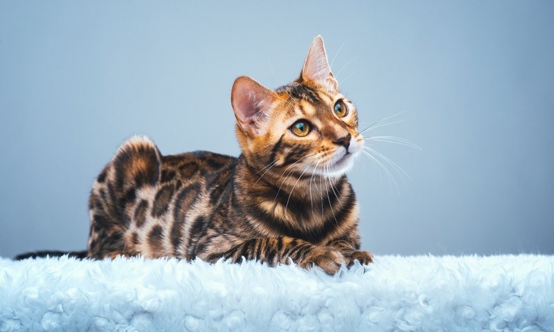 Обои мордочка, кошка, взгляд, бенгальская, бенгал, бенгальская кошка, muzzle, cat, look, bengal, bengal cat разрешение 2880x1809 Загрузить