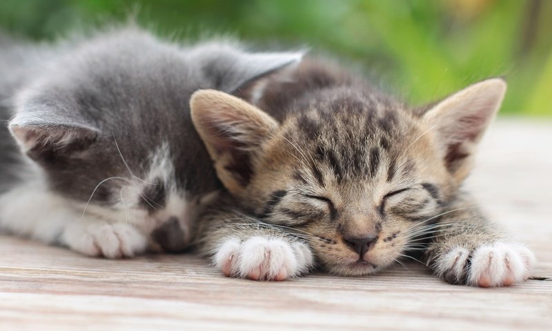 Обои сон, парочка, отдых, кошки, котята, sleep, a couple, stay, cats, kittens разрешение 2048x1304 Загрузить