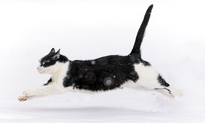 Обои снег, зима, кот, кошка, прыжок, snow, winter, cat, jump разрешение 2048x1100 Загрузить