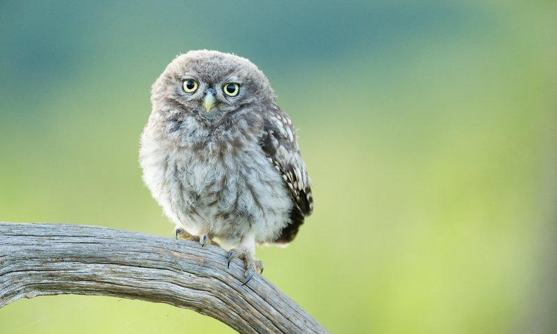 Обои сова, птенец, ветка, птица, совенок, owl, chick, branch, bird, owlet разрешение 3000x2000 Загрузить