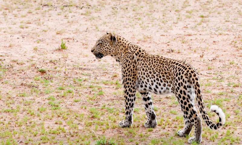 Обои кошка, леопард, патруль, cat, leopard, patrol разрешение 2048x1360 Загрузить