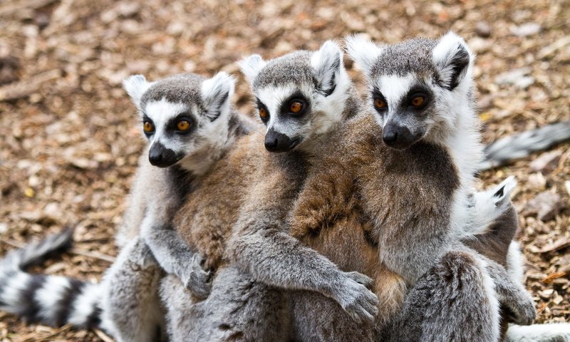 Обои животные, лемуры, animals, lemurs разрешение 2560x1700 Загрузить