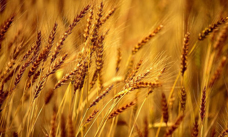 Обои желтый, макро, колосья, пшеница, ячмень, yellow, macro, ears, wheat, barley разрешение 2048x1365 Загрузить