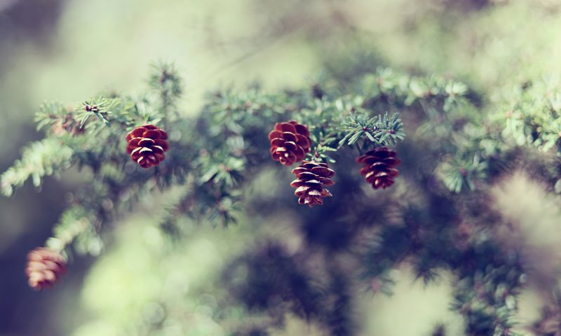 Обои ветка, природа, елка, хвоя, размытость, шишки, сосна, branch, nature, tree, needles, blur, bumps, pine разрешение 1920x1200 Загрузить