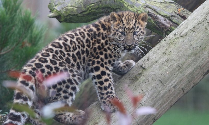 Обои котенок, леопард, бревно, детеныш, дальневосточный леопард, амурский леопард, kitty, leopard, log, cub, the far eastern leopard, the amur leopard разрешение 2048x1427 Загрузить