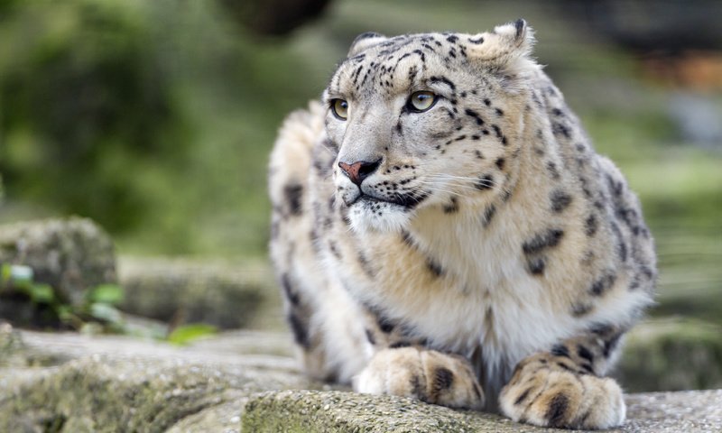 Обои кошка, снежный барс, ирбис, ©tambako the jaguar, cat, snow leopard, irbis разрешение 3804x2717 Загрузить