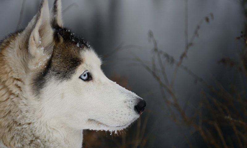 Обои мордочка, взгляд, собака, профиль, хаски, друг, голубые глаза, сибирский хаски, muzzle, look, dog, profile, husky, each, blue eyes, siberian husky разрешение 5995x3776 Загрузить