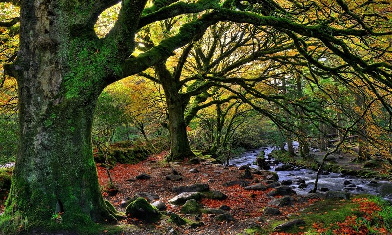 Обои деревья, лес, пейзаж, осень, речка, killarney national park, trees, forest, landscape, autumn, river разрешение 2880x1920 Загрузить