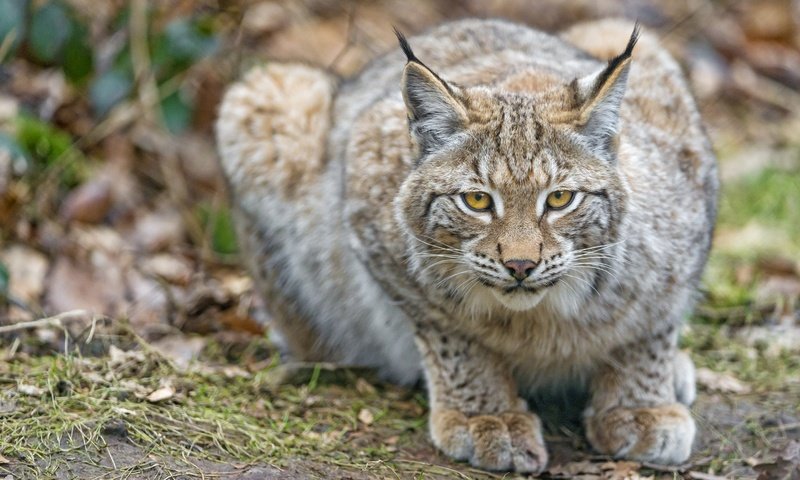 Обои рысь, кошка, взгляд, ©tambako the jaguar, lynx, cat, look разрешение 2880x1920 Загрузить