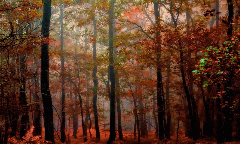 Обои природа, лес, осень, nature, forest, autumn разрешение 2560x1533 Загрузить