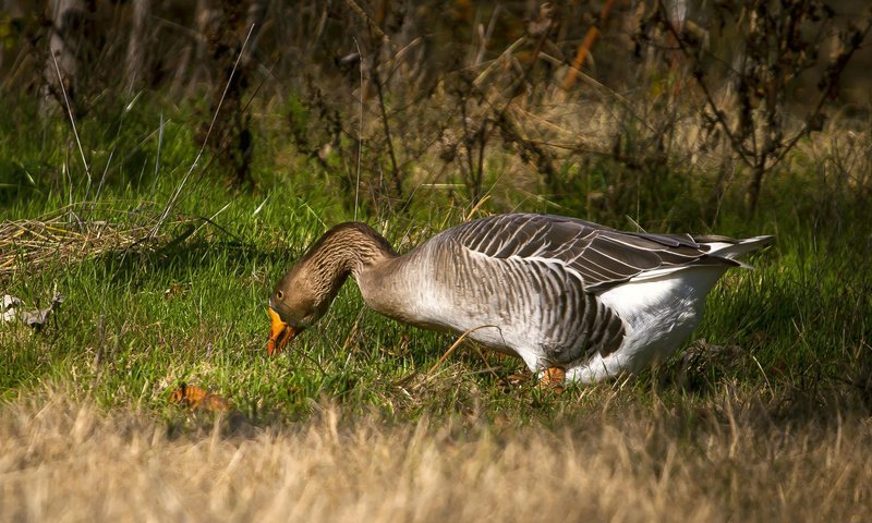 Обои трава, птица, клюв, перья, гусь, шея, grass, bird, beak, feathers, goose, neck разрешение 2048x1188 Загрузить