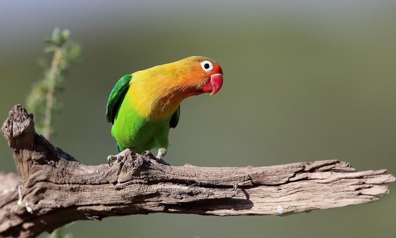 Обои птица, клюв, перья, коряга, попугай, оперение, неразлучник, bird, beak, feathers, snag, parrot, tail, lovebird разрешение 2048x1180 Загрузить