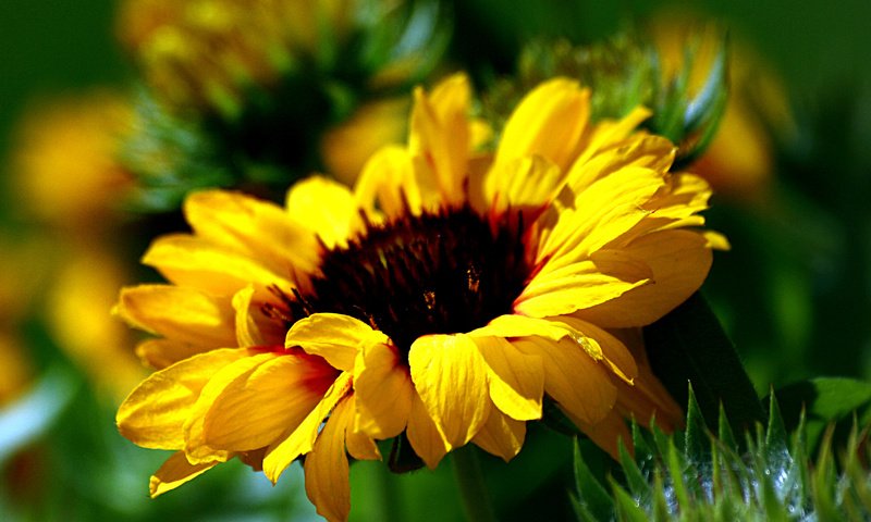 Обои желтый, цветок, подсолнух, размытость, yellow, flower, sunflower, blur разрешение 3380x2592 Загрузить