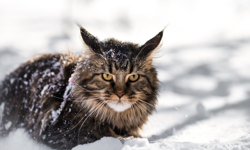 Обои снег, зима, кот, кошка, взгляд, мей-кун, snow, winter, cat, look, mei-kun разрешение 5472x3648 Загрузить