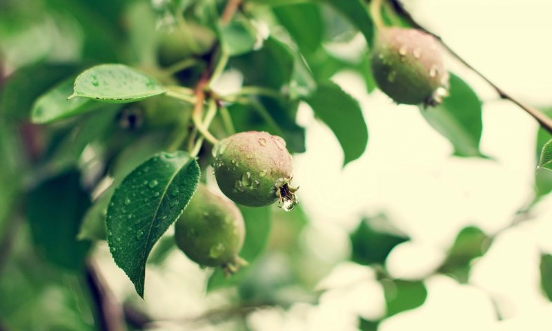 Обои природа, лето, фрукты, дождь, груши, зеленые ветви, nature, summer, fruit, rain, pear, green branches разрешение 4500x3000 Загрузить