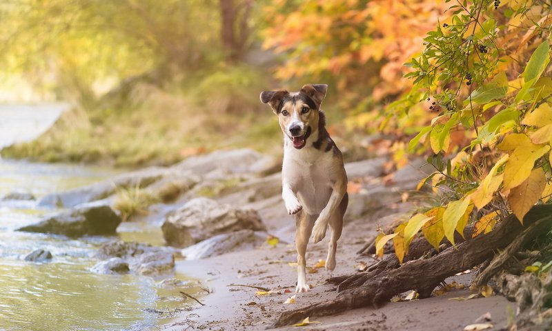 Обои взгляд, осень, собака, друг, look, autumn, dog, each разрешение 1920x1151 Загрузить