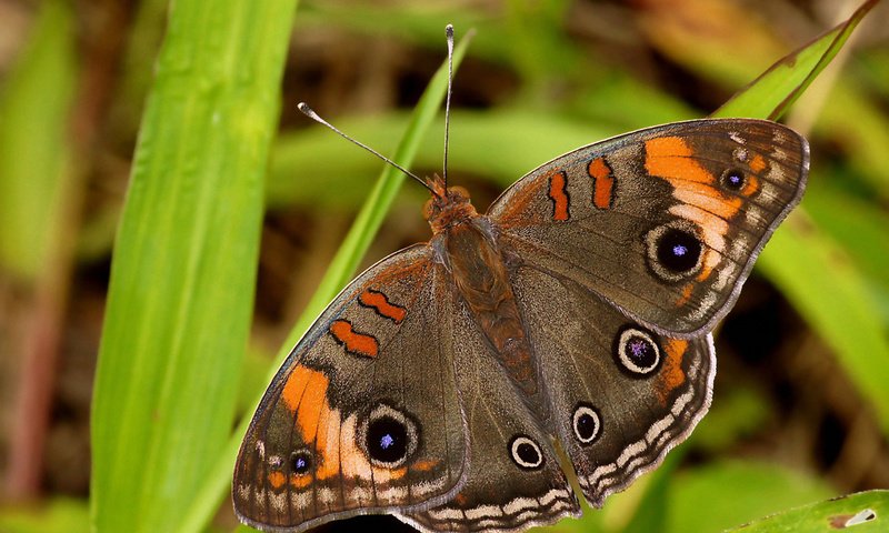 Обои природа, животные, бабочка, красота, nature, animals, butterfly, beauty разрешение 1920x1516 Загрузить