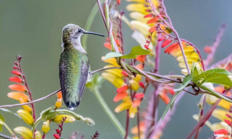 Обои природа, краски, птица, клюв, растение, колибри, nature, paint, bird, beak, plant, hummingbird разрешение 2048x1365 Загрузить