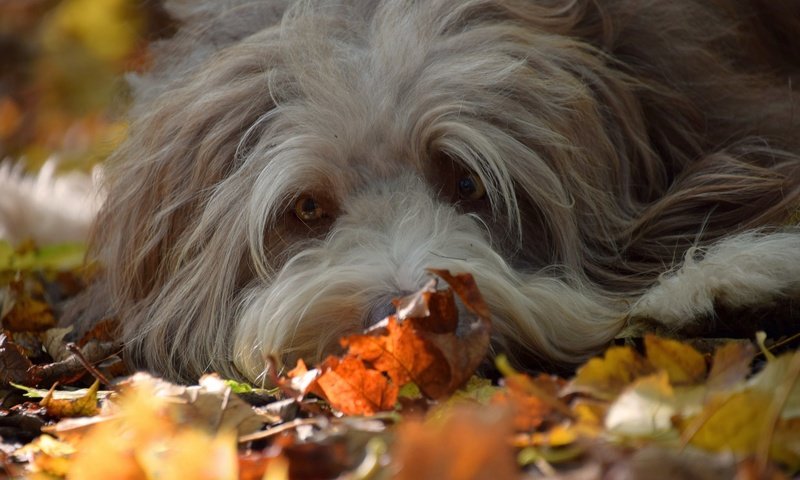 Обои взгляд, осень, собака, друг, look, autumn, dog, each разрешение 2048x1365 Загрузить