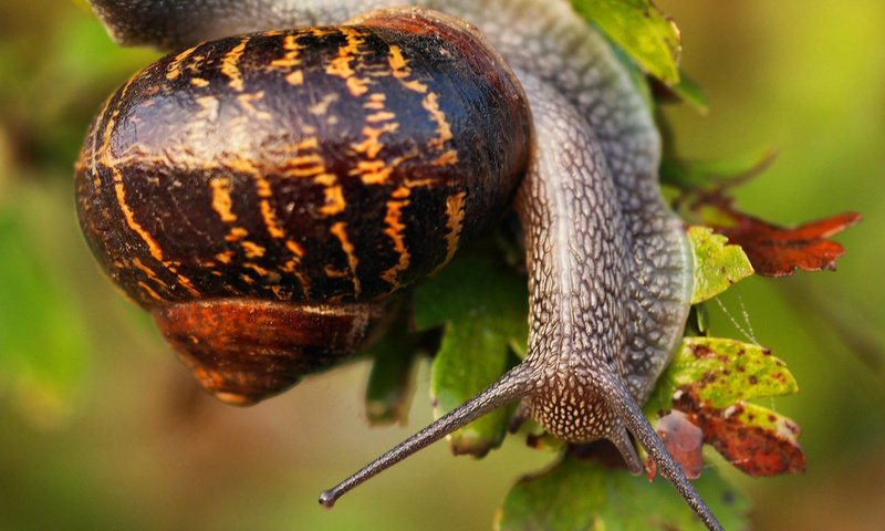 Обои листья, макро, улитка, раковина, leaves, macro, snail, sink разрешение 2048x1555 Загрузить