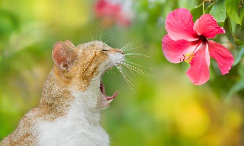 Обои фон, цветок, кот, кошка, зевает, background, flower, cat, yawns разрешение 2048x1365 Загрузить
