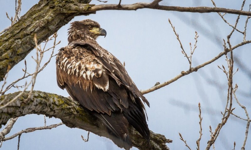 Обои хищник, птица, молодой, белоголовый орлан, predator, bird, young, bald eagle разрешение 2048x1365 Загрузить