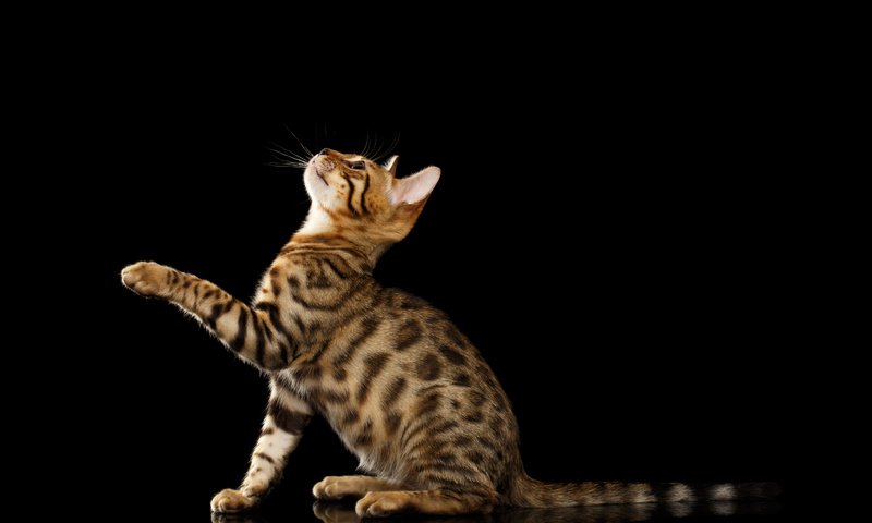 Обои черный фон, лапка, бенгальская кошка, black background, foot, bengal cat разрешение 4948x3299 Загрузить