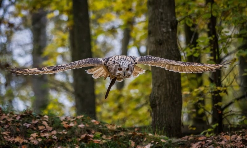 Обои сова, полет, птица, owl, flight, bird разрешение 2190x1369 Загрузить