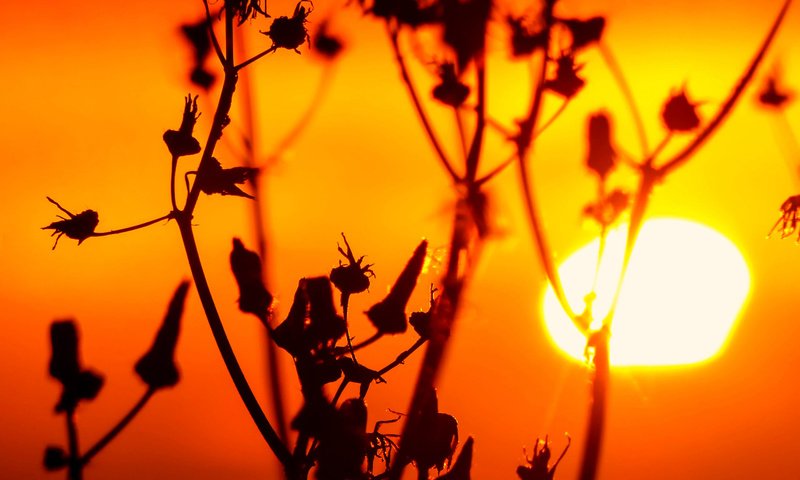 Обои трава, солнце, природа, закат, растение, стебель, сорняк, grass, the sun, nature, sunset, plant, stem, weed разрешение 1920x1200 Загрузить