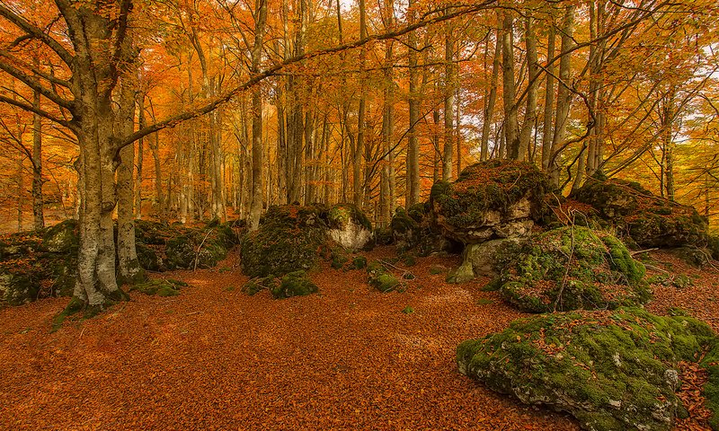 Обои деревья, камни, лес, осень, мох, испания, urabain, страна басков, trees, stones, forest, autumn, moss, spain, basque country разрешение 1920x1280 Загрузить