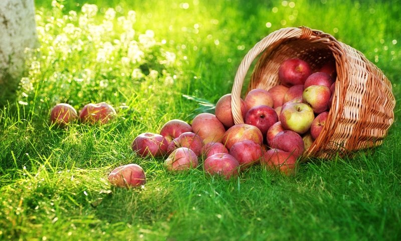 Обои трава, фрукты, яблоки, корзина, плоды, корзинка с яблоками, grass, fruit, apples, basket, basket with apples разрешение 2560x1600 Загрузить