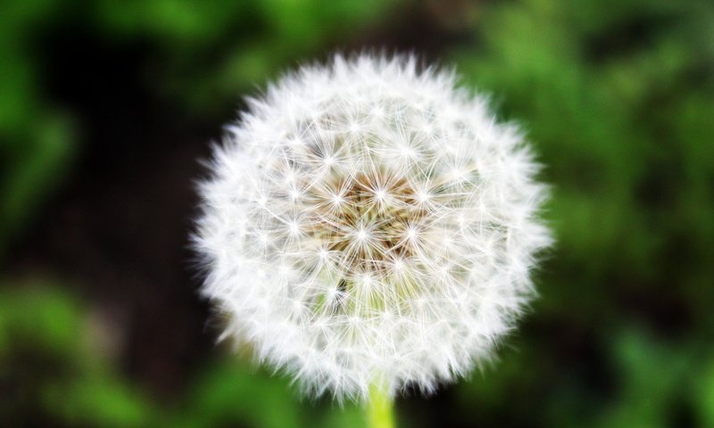 Обои трава, зелень, макро, лето, одуванчик, grass, greens, macro, summer, dandelion разрешение 5184x3456 Загрузить